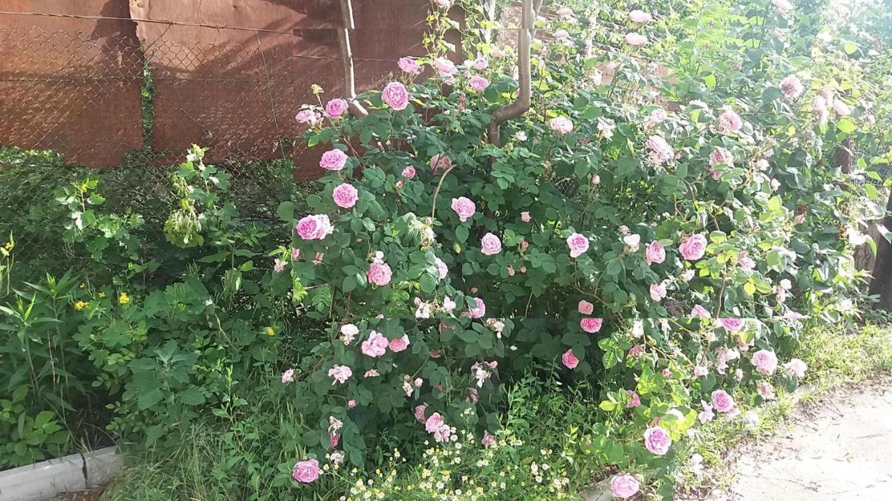 מלון אודסה Dacha V Arkadii מראה חיצוני תמונה
